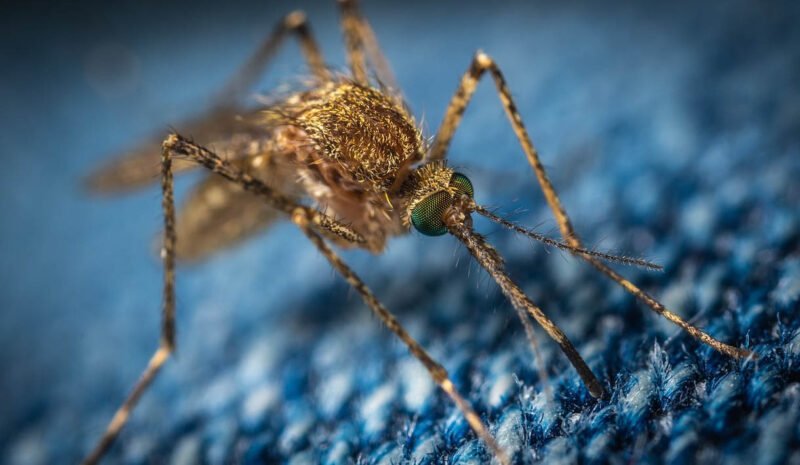 Israel diserang West Nile Virus, korban meninggal dunia mulai berjatuhan. (Foto: Tangkapan Layar)